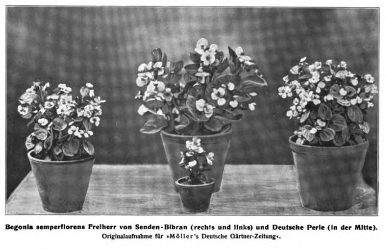 B. ‘Frelherr von Senden’